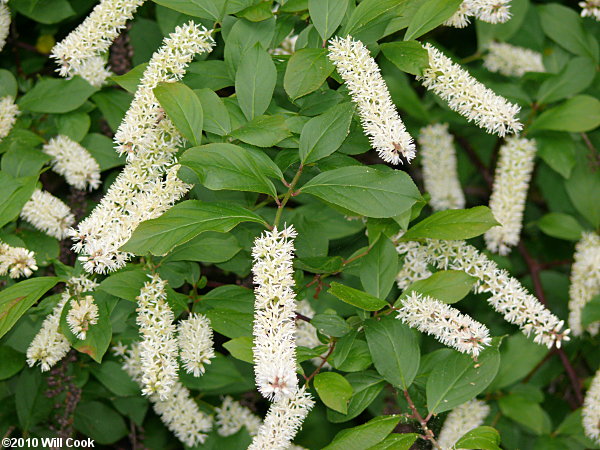 Virginia Sweetspire (Itea virginica)