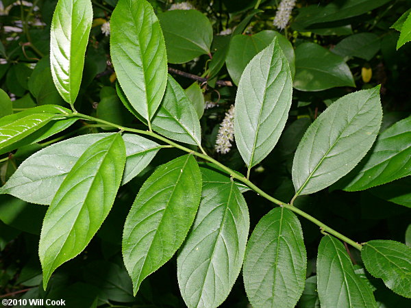 Virginia Sweetspire (Itea virginica)