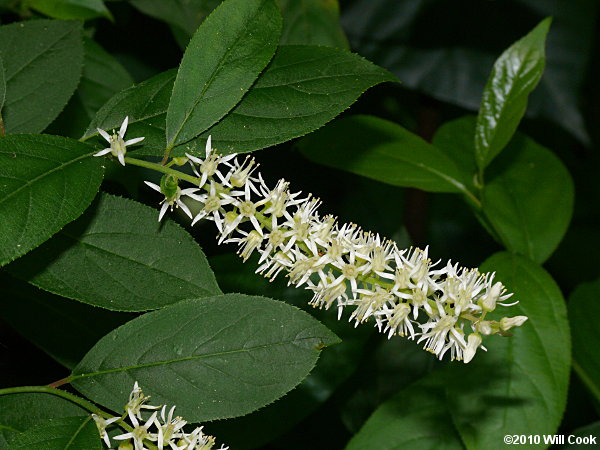 Virginia Sweetspire (Itea virginica)