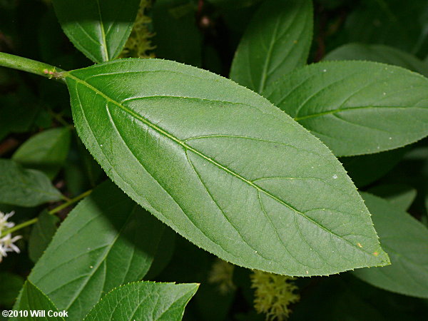 Virginia Sweetspire (Itea virginica)