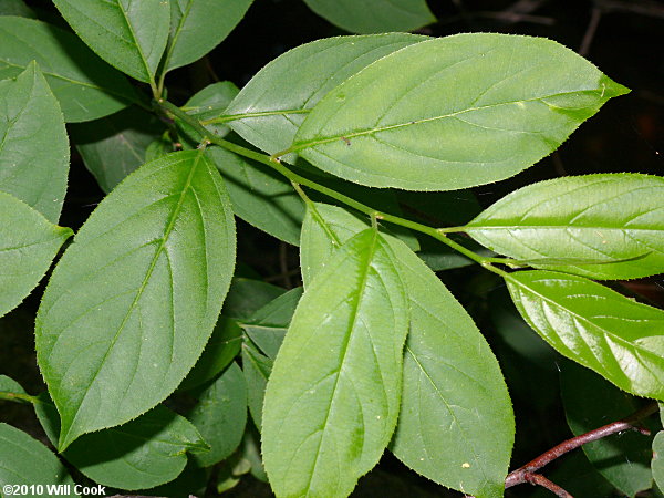 Virginia Sweetspire (Itea virginica)