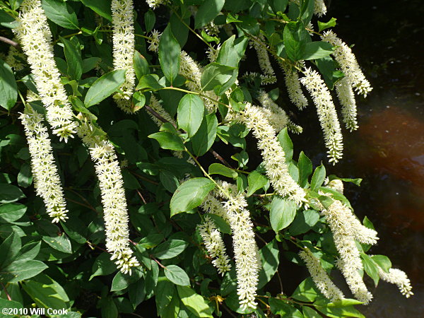 Virginia Sweetspire (Itea virginica)