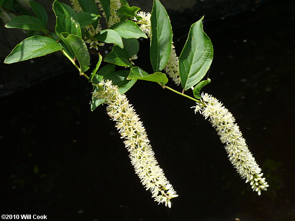 Virginia Sweetspire (Itea virginica)