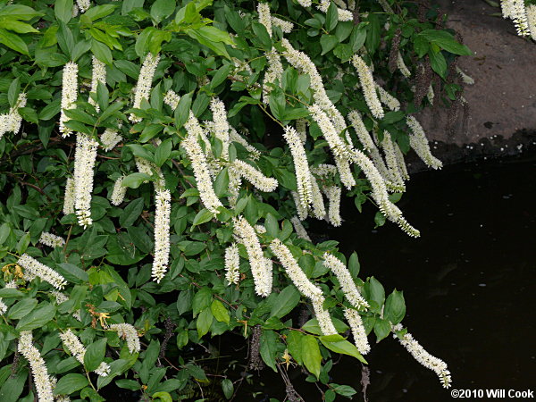 Virginia Sweetspire (Itea virginica)