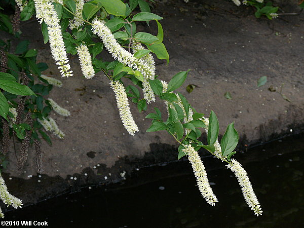 Virginia Sweetspire (Itea virginica)