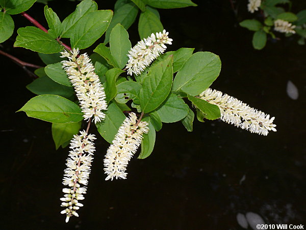 Virginia Sweetspire (Itea virginica)