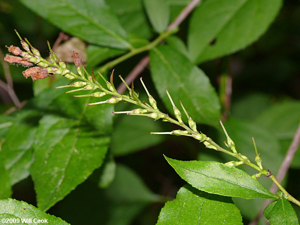 Virginia Sweetspire (Itea virginica)