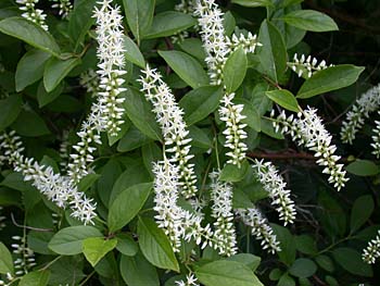 Virginia Sweetspire (Itea virginica)