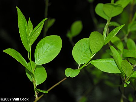 Virginia Sweetspire (Itea virginica)