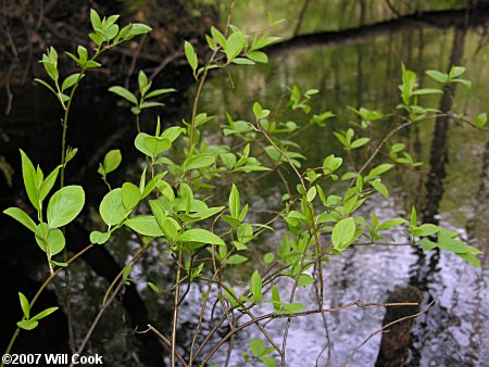 Virginia Sweetspire (Itea virginica)