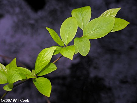 Virginia Sweetspire (Itea virginica)