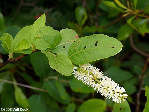 Virginia Sweetspire (Itea virginica)