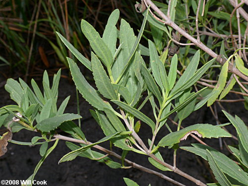 Southern Maritime Marsh-elder (Iva frutescens var. frutescens)