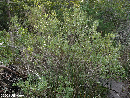 Southern Maritime Marsh-elder (Iva frutescens var. frutescens)