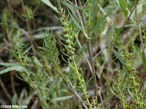 Southern Maritime Marsh-elder (Iva frutescens var. frutescens)