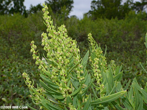 Southern Maritime Marsh-elder (Iva frutescens var. frutescens)