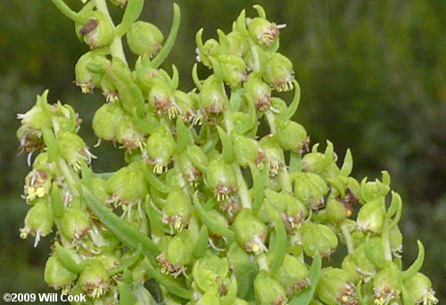 Southern Maritime Marsh-elder (Iva frutescens var. frutescens)