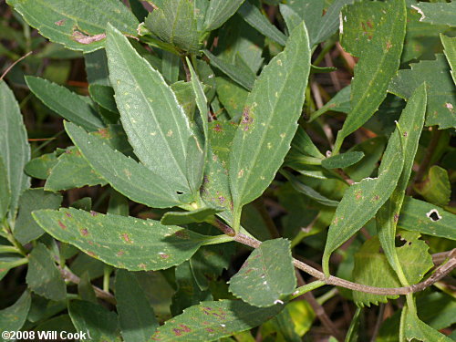 Southern Maritime Marsh-elder (Iva frutescens var. frutescens)