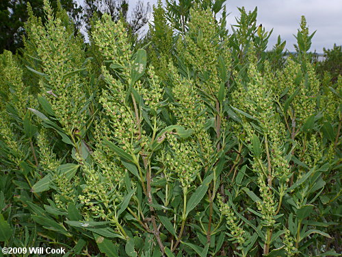 Southern Maritime Marsh-elder (Iva frutescens var. frutescens)