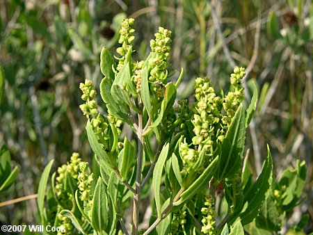 Southern Maritime Marsh-elder (Iva frutescens var. frutescens)