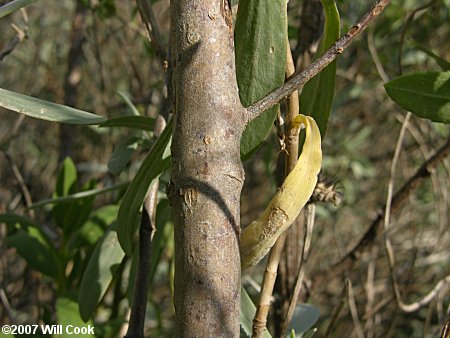 Southern Maritime Marsh-elder (Iva frutescens var. frutescens) nark