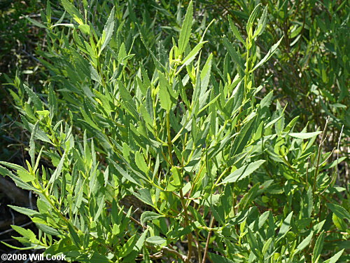 Southern Maritime Marsh-elder (Iva frutescens var. frutescens)