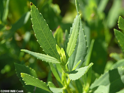 Southern Maritime Marsh-elder (Iva frutescens var. frutescens)