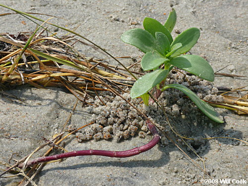 Dune Marsh-elder (Iva imbricata) stems