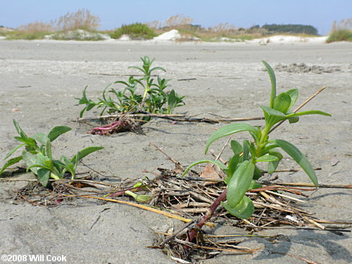 Dune Marsh-elder (Iva imbricata)