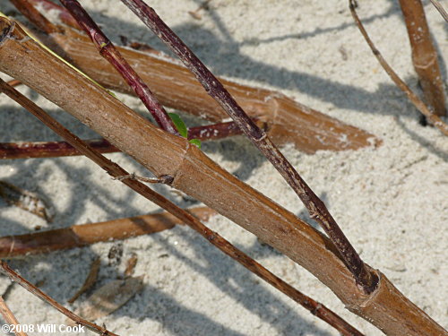 Dune Marsh-elder (Iva imbricata) bark