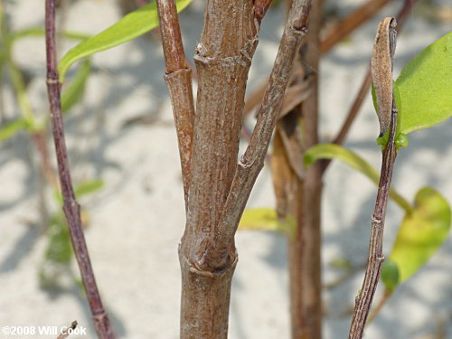 Dune Marsh-elder (Iva imbricata) bark