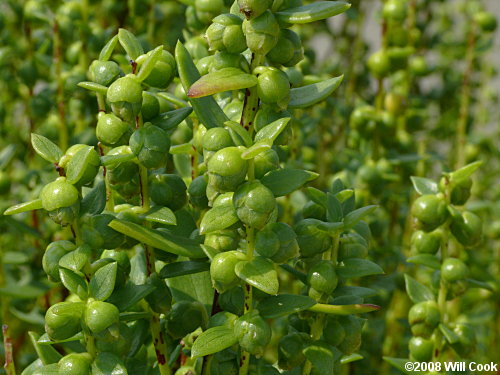 Dune Marsh-elder (Iva imbricata) flowers