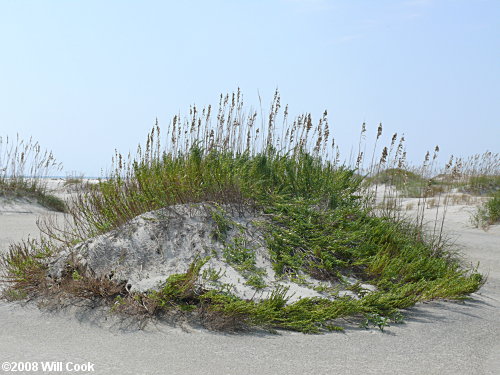 Dune Marsh-elder (Iva imbricata)