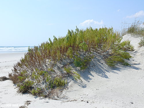 Dune Marsh-elder (Iva imbricata)