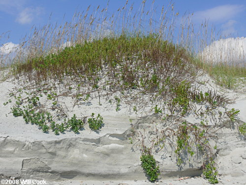 Dune Marsh-elder (Iva imbricata)