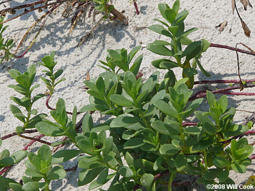 Dune Marsh-elder (Iva imbricata) leaves