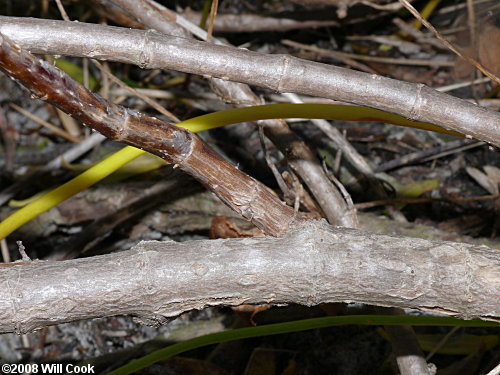 Dune Marsh-elder (Iva imbricata) bark