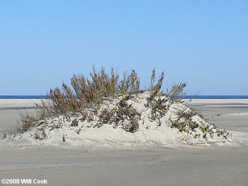 Dune Marsh-elder (Iva imbricata)