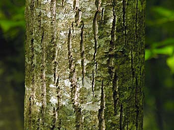 Butternut (Juglans cinerea) bark