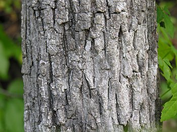 Butternut (Juglans cinerea) bark