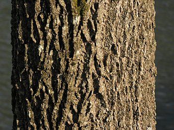 Butternut (Juglans cinerea) bark