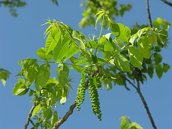 Butternut (Juglans cinerea) flowers