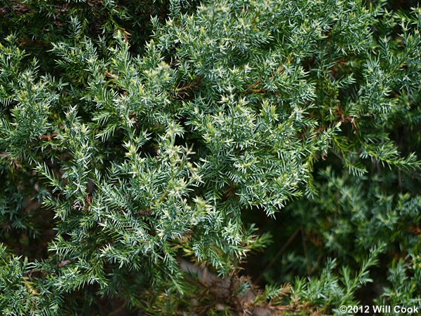 Ground Juniper (Juniperus communis var. depressa)