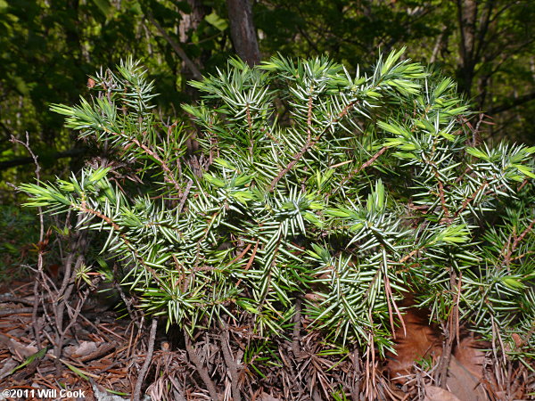 Ground Juniper (Juniperus communis var. depressa)