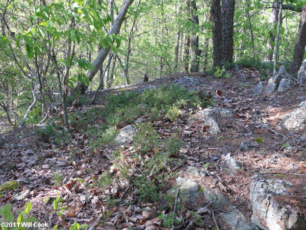 Ground Juniper (Juniperus communis var. depressa)