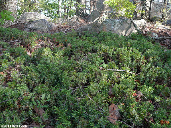 Ground Juniper (Juniperus communis var. depressa)