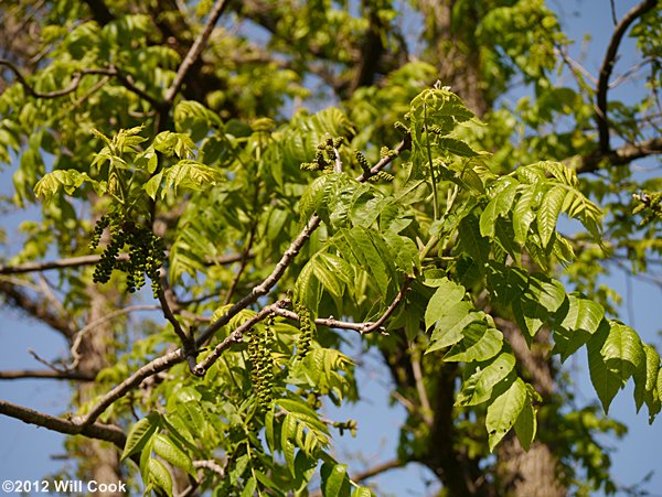 Black Walnut (Juglans nigra)