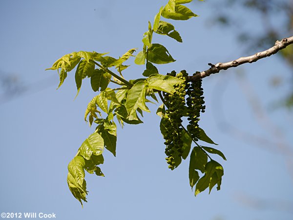 Black Walnut (Juglans nigra) flowers