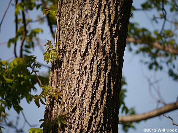 Black Walnut (Juglans nigra)