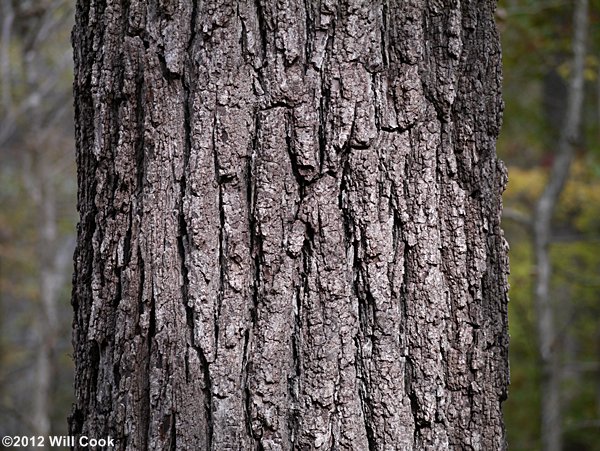 Black Walnut (Juglans nigra)